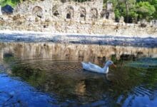 Photo of Olympos Ruins