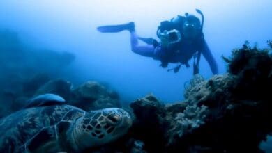 Photo of Olympos Scuba Diving: Duration, Details and 2025 Tour Price