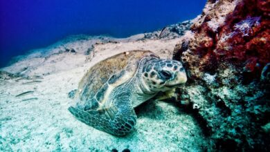 Photo of Symbol of Olympus: Caretta Carettas