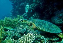 Photo of Visit Olympos with MuseumCard (2025 Current)